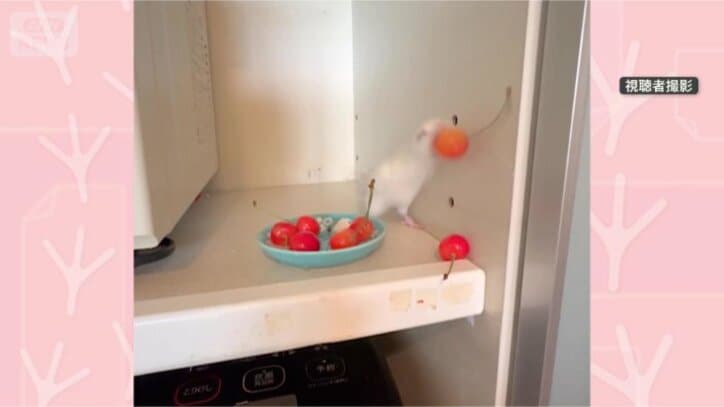 サクランボをくわえて…