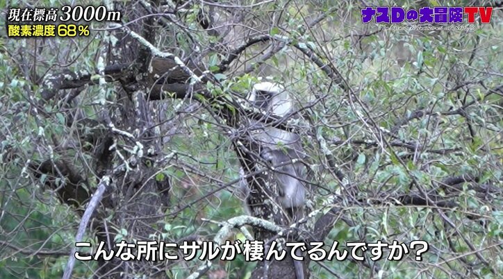 “クルミ”は梨のような甘味？ ナスDが見た美しすぎるヒマラヤの紅葉