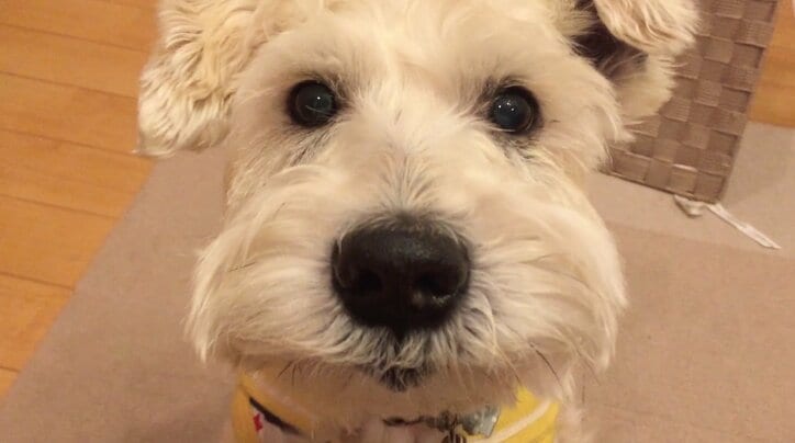 ドヤ顔で得意芸30連発 芸達者な犬 ハッピー その他 Abema Times