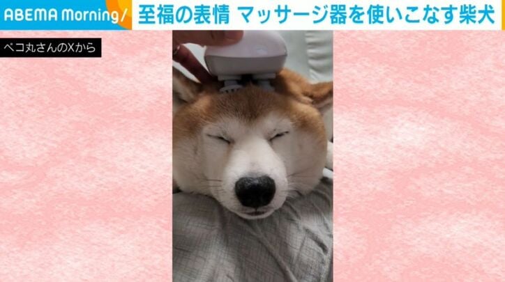 柴犬の茶々丸くん