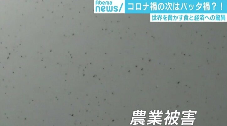 インドを襲う“コロナ禍×バッタ禍”のダブルパンチ 「最悪のタイミングだ」