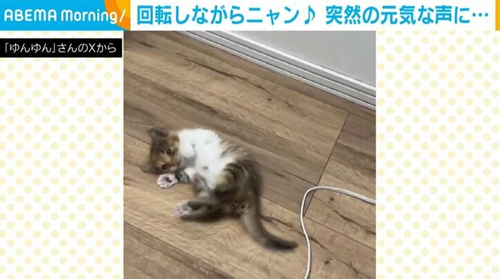 猫のポテトちゃん