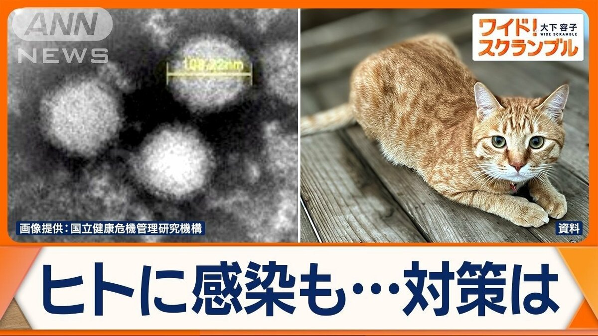 マダニ媒介する感染症「SFTS」 感染したネコが関東で初確認 ヒト