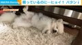 ウトウト寝落ちする犬 眠っているのに足を上げ下げする“珍行動”に飼い主ほっこり