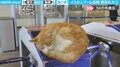イスタンブール名物！“駅改札ネコ”が眠っている様子に「仕事のイライラが吹っ飛ぶ」「このニャンコをひたすらもふもふしたい…」と反響