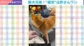 豆柴が飼い主と遊んでいたら→背後で兄が“ごはん侵入”…!? 妹の圧が強すぎる展開に「二度見するのがかわいい」「何回も見ちゃう」の声