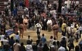 「あぁ、土俵に穴が」「なんか出てきた」大相撲、千秋楽の最後に驚きの光景「初めて見た」ファン興味津々