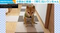 犬「待たないと…」食べたい気持ちと“一生懸命戦う”に「何度も見返してます」「癒やされます(笑)」と悶絶の声