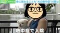 愛犬が熱中症で入院→「今日が山場」…獣医師に聞く“熱中症になりやすい犬種”と“対策”