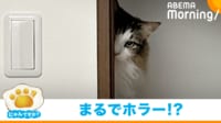 【映像】“ありえない高さ”から顔を出す猫(ジトッと見る絶妙な表情も)