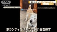ウクライナの“ハチ公”殺害された飼い主待ち続け…