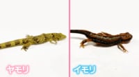 似たようで違うヤモリとイモリ 歩き方にも違いが