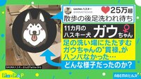 【映像】 「足洗って」貫禄がありすぎるイッヌ！