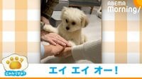 【映像】犬が両足で「エイエイオー！」に参加 家族と喜ぶ仲睦まじげな光景が話題「永遠に見てしまう」