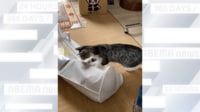 【映像】袋からボスが出てくる瞬間