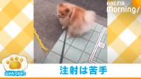 【映像】病院を前に必死に抵抗する犬(動画あり)