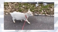“お散歩子ヤギ”が突然ハイテンションに