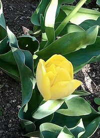 アグネス・チャン『志村さん、頑張って！』