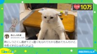 【映像】叱られてショボくれた猫の“納得してない顔”