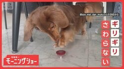 興味はあるけど…　絶対にコマは触らない！　すれすれでノータッチなワンちゃん