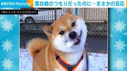 雪合戦のつもりだったのに… 雪の玉を大きな口でキャッチする柴犬が話題に「ナイスもぐもぐすぎます！！」「期間限定メニュー」