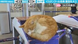 イスタンブール名物！“駅改札ネコ”が眠っている様子に「仕事のイライラが吹っ飛ぶ」「このニャンコをひたすらもふもふしたい…」と反響