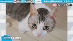 「漫画の守護神現る！」本棚に手を伸ばすと連続猫パンチを繰り出す猫に「立ち読みを注意する店主の様だ」と反響