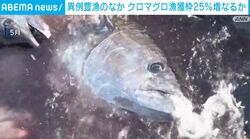異例豊漁のなか クロマグロ漁獲枠25％増なるか