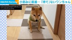 犬「待たないと…」食べたい気持ちと“一生懸命戦う”に「何度も見返してます」「癒やされます（笑）」と悶絶の声