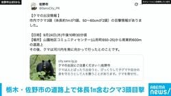 栃木・佐野市の道路上でクマ3頭目撃 約1メートルが1頭 50から60センチメートルが2頭