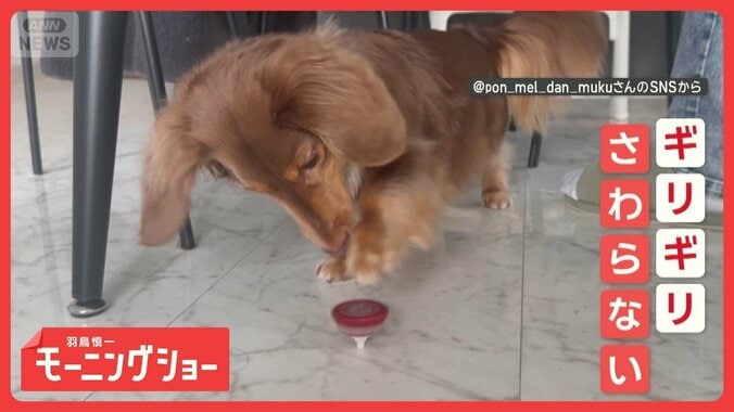 興味はあるけど…　絶対にコマは触らない！　すれすれでノータッチなワンちゃん 1枚目