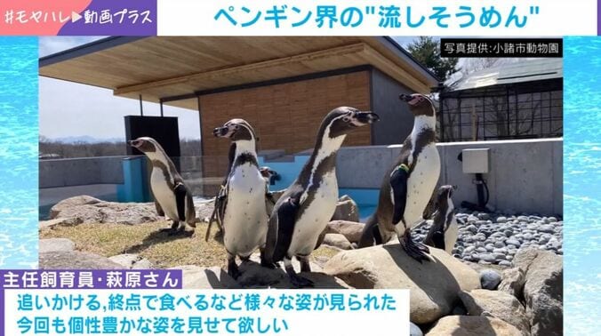 ペンギンたち