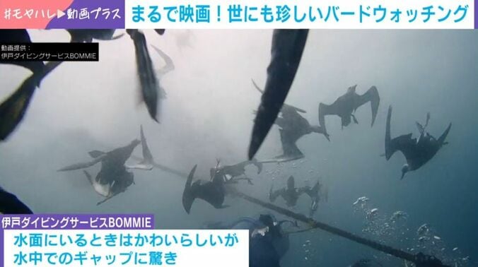 ハシボソミズナギドリ