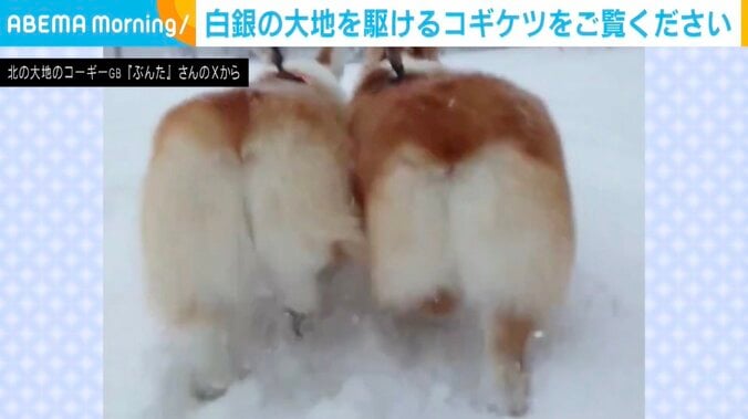 コーギーのぶんたくん、りきたくん