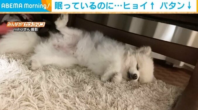 ウトウト寝落ちする犬 眠っているのに足を上げ下げする“珍行動”に飼い主ほっこり 1枚目