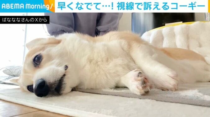 コーギーのあんずちゃん