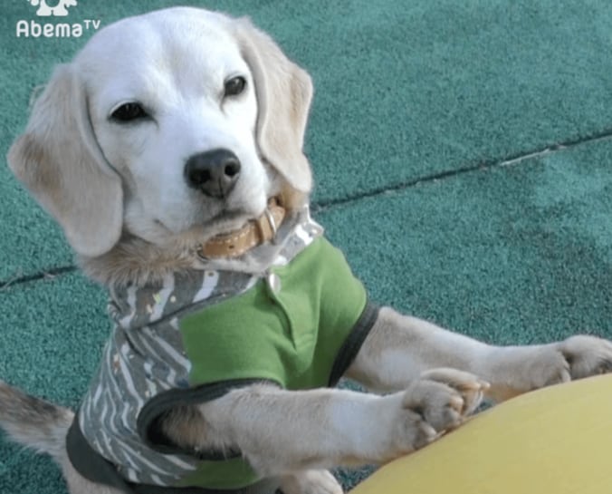 ギネス記録を持つワンコ！ るんるんで玉乗りをする姿に仰天 1枚目