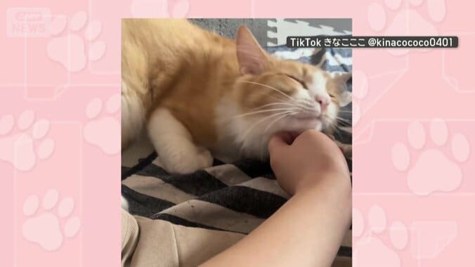 飼い主さんが大好き