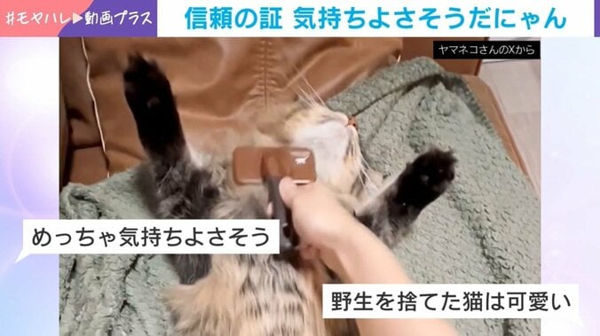 猫が仰向けでばんざ～い！