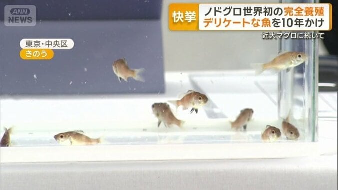 完全養殖のノドグロ