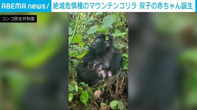 国立公園のマウンテンゴリラ