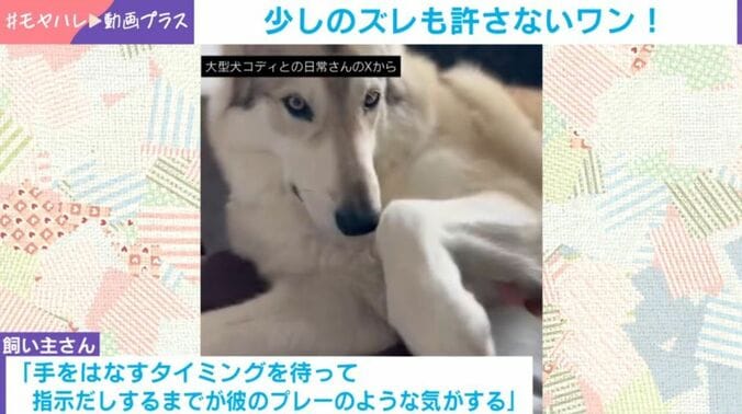コディくん