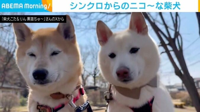 柴犬の小太郎くんと凛太郎くん