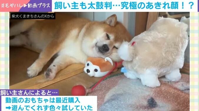 柴犬のくまきちくん