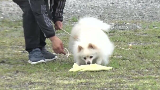 ライターを探すハクくん