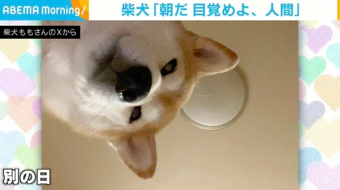 柴犬のももちゃん