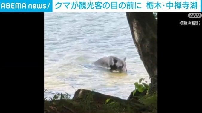 観光客の前に現れたクマ