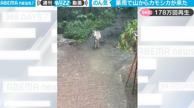 豪雨の影響で動物たちに“異変” 山から出現した1頭のカモシカが投稿者を凝視してくる… 一体、何が起きるのか？ 1枚目