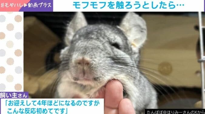 チンチラ・たんぽぽくん