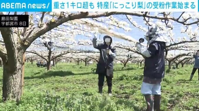 島田梨園・宇都宮市